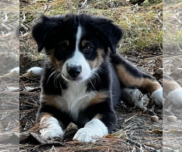 Medium Photo #14 Australian Shepherd Puppy For Sale in MORROW, OH, USA