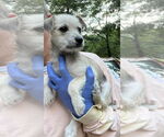 Small #2 Shih Tzu Mix