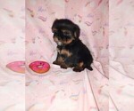 Small #7 Yorkshire Terrier