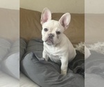 Small Photo #12 French Bulldog Puppy For Sale in SUSSEX, WI, USA