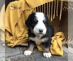 Small Photo #13 Bernese Mountain Dog Puppy For Sale in BONNERS FERRY, ID, USA