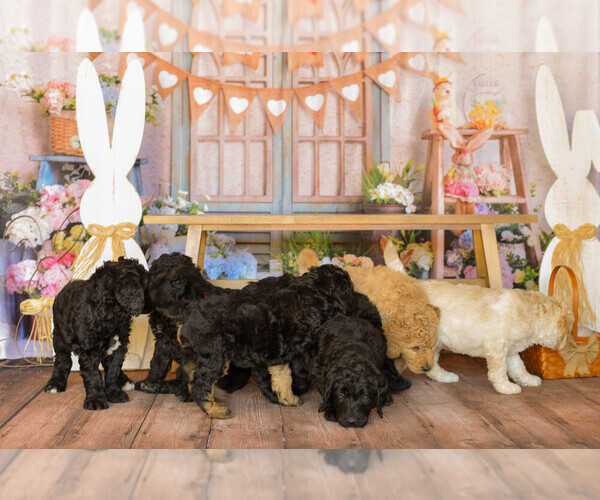 Medium Photo #6 Goldendoodle Puppy For Sale in VALENCIA, CA, USA