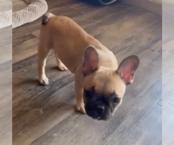 Medium Photo #8 French Bulldog Puppy For Sale in CHARLESTON, SC, USA