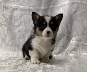 Pembroke Welsh Corgi Puppy for sale in STANLEY, WI, USA
