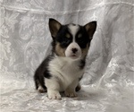 Small Pembroke Welsh Corgi