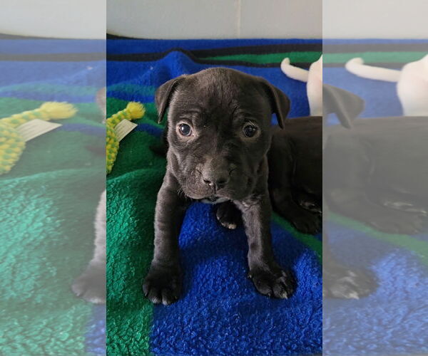 Medium Photo #4 Boxer-Unknown Mix Puppy For Sale in Estherville, IA, USA