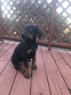 Small Photo #7 Doberman Pinscher Puppy For Sale in CEDAR CREST, NM, USA