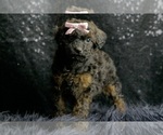 Small #5 Poodle (Toy)