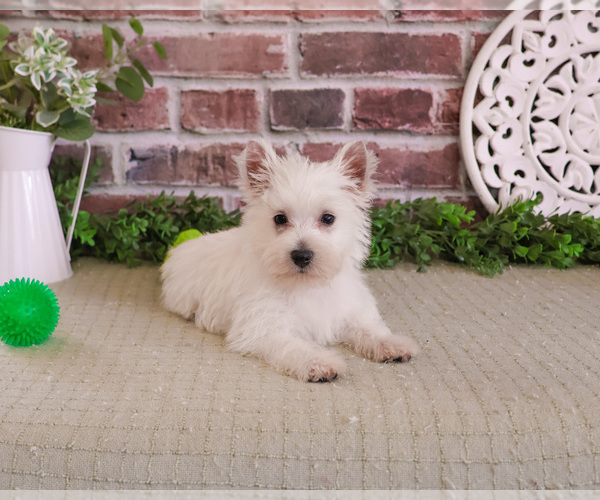 Medium Photo #3 West Highland White Terrier Puppy For Sale in SYRACUSE, IN, USA