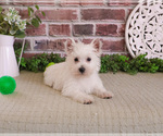 Small #2 West Highland White Terrier