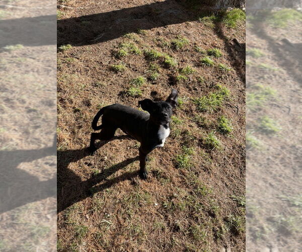Medium Photo #3 Mutt Puppy For Sale in Evansville, IN, USA