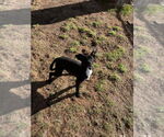 Small #2 Mutt