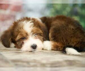 Miniature Bernedoodle Puppy for sale in DALTON, OH, USA