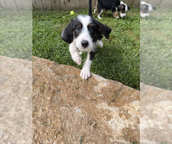 Medium Photo #3 Mutt Puppy For Sale in Aurora, IN, USA