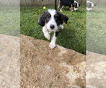 Small #2 Mutt