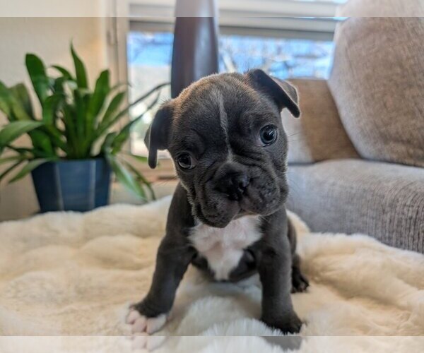 Medium Photo #5 Faux Frenchbo Bulldog Puppy For Sale in LAS CRUCES, NM, USA