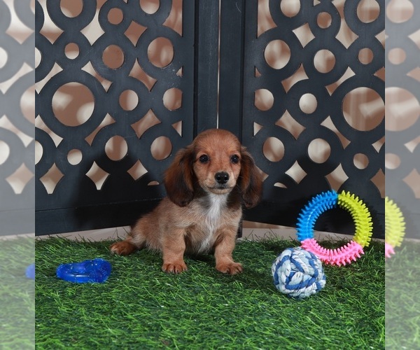 Medium Photo #2 Dachshund Puppy For Sale in MOUNT VERNON, OH, USA