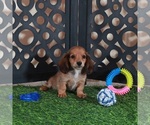 Small #1 Dachshund
