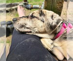 Small #2 Catahoula Leopard Dog Mix