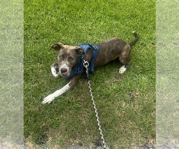 Medium Photo #4 Mutt Puppy For Sale in Holly Springs, NC, USA