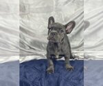 Small Photo #4 French Bulldog Puppy For Sale in BELLE MEAD, NJ, USA