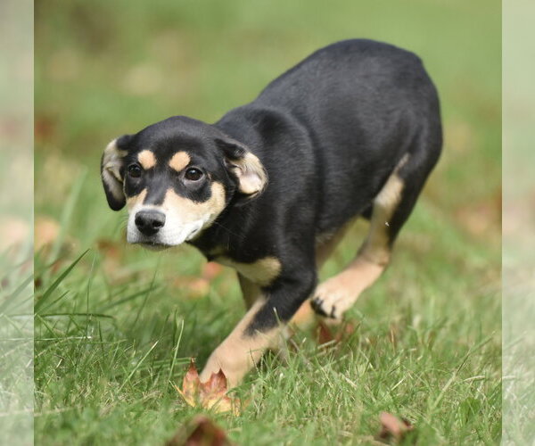 Medium Photo #2 Australian Shepherd-Unknown Mix Puppy For Sale in Mechanicsburg, PA, USA