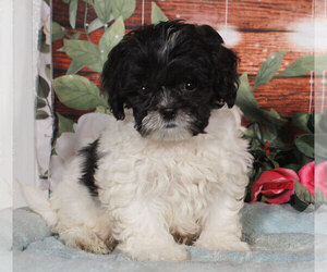 Shih-Poo Puppy for sale in PENNS CREEK, PA, USA
