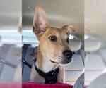 Small #1 Labrador Retriever-Shiba Inu Mix