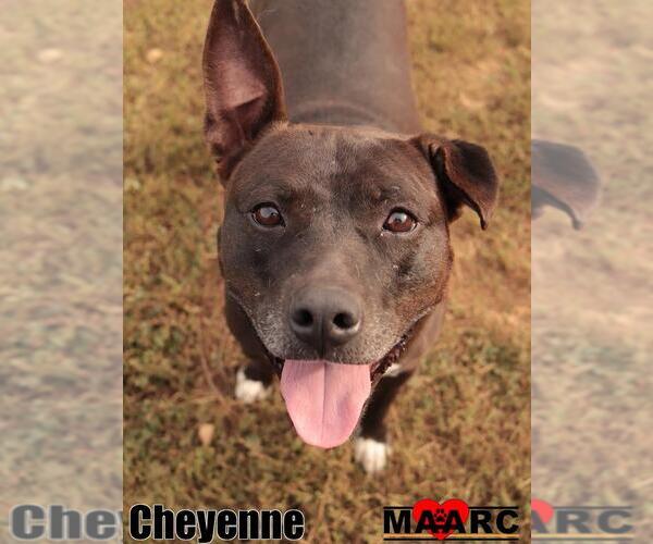 Medium Photo #5 American Pit Bull Terrier Puppy For Sale in Maryville, TN, USA