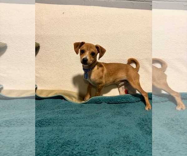 Medium Photo #7 Chihuahua-Unknown Mix Puppy For Sale in Mukwonago, WI, USA
