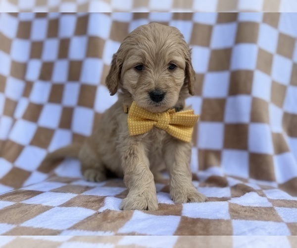 Medium Photo #5 Goldendoodle Puppy For Sale in LAKELAND, FL, USA