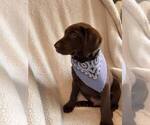Small Photo #8 Labrador Retriever Puppy For Sale in LONG PINE, NE, USA