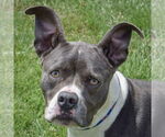 Small American Staffordshire Terrier-Boxer Mix