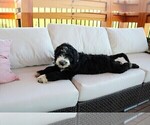 Small Photo #11 Sheepadoodle Puppy For Sale in STANLEY, VA, USA