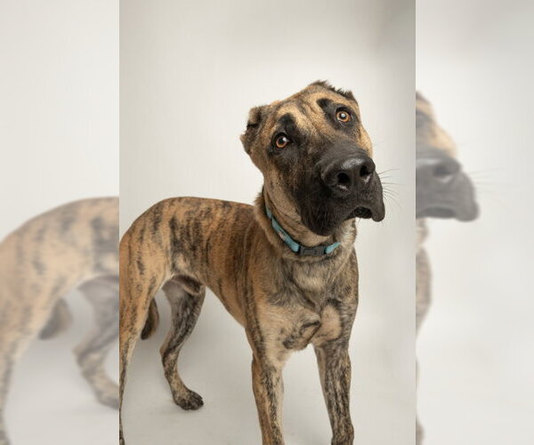Medium Photo #1 Mutt Puppy For Sale in Rowlett, TX, USA