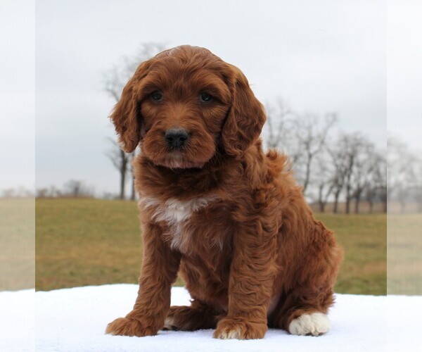 Medium Photo #1 Irish Doodle Puppy For Sale in GREENCASTLE, PA, USA