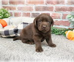Small #3 Labrador Retriever