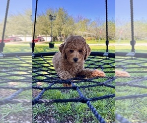 Goldendoodle (Miniature) Puppy for Sale in HALTOM CITY, Texas USA