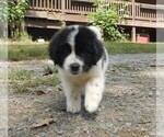 Small Photo #2 Newfoundland Puppy For Sale in CLINTON, AR, USA