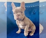 Small Photo #2 French Bulldog Puppy For Sale in MOUNT VERNON, AL, USA