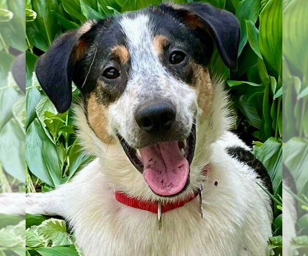 Medium Photo #8 Mutt Puppy For Sale in Canton, CT, USA