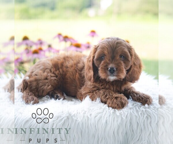 Medium Photo #5 Cavapoo (Miniature) Puppy For Sale in PAXINOS, PA, USA