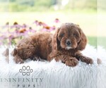 Small #4 Cavapoo (Miniature)