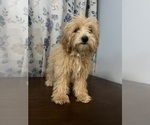 Small #49 Cavapoo-Poodle (Miniature) Mix