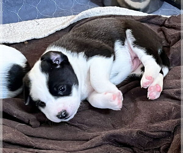 Medium Photo #10 Mutt Puppy For Sale in Holly Springs, NC, USA