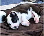 Small #9 Mutt
