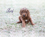 Small Photo #2 Poodle (Standard) Puppy For Sale in CONNERSVILLE, IN, USA