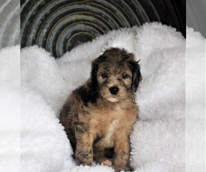 Aussie-Poo-Aussiedoodle Mix Puppy for sale in RITTMAN, OH, USA