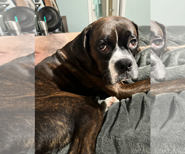Medium Photo #1 Boxer Puppy For Sale in Dumont, NJ, USA