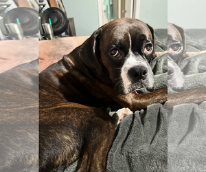 Boxer Dogs for adoption in Dumont, NJ, USA